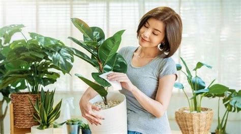 家裡種什麼植物好 雙子座女藝人台灣